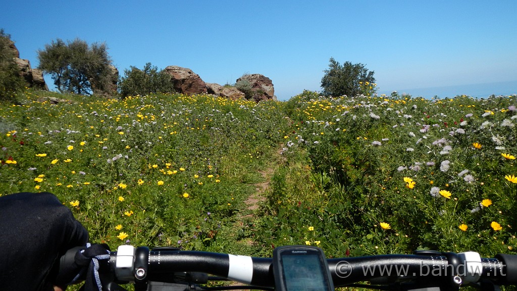 DSCN8775.JPG - Dirigiamo verso il punto panoramico, pedalando in questo prato fiorito